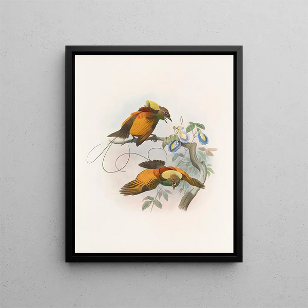 Diphyllodes chrysoptera - Daniel Giraud Elliot — quadro incorniciato alla parete