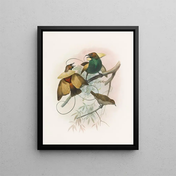 Diphyllodes magnifica - Daniel Giraud Elliot — quadro incorniciato alla parete