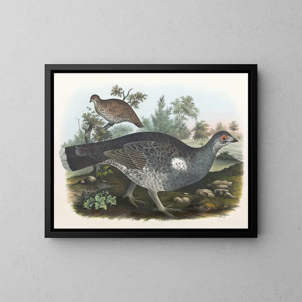 Gélinotte huppée - Daniel Giraud Elliot — quadro incorniciato alla parete