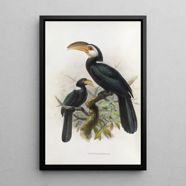 Hydrocissa exarhatus - Daniel Giraud Elliot — quadro incorniciato alla parete