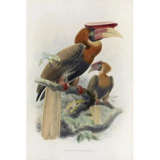 Daniel Giraud Elliot - Hydrocorax mindanensis.webp
