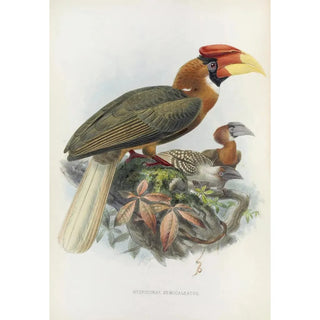Daniel Giraud Elliot - Hydrocorax semigaleatus.webp