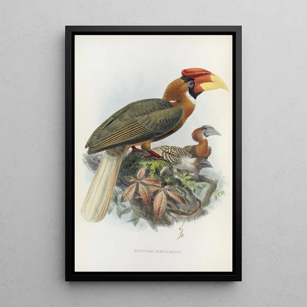 Hydrocorax semigaleatus - Daniel Giraud Elliot — quadro incorniciato alla parete