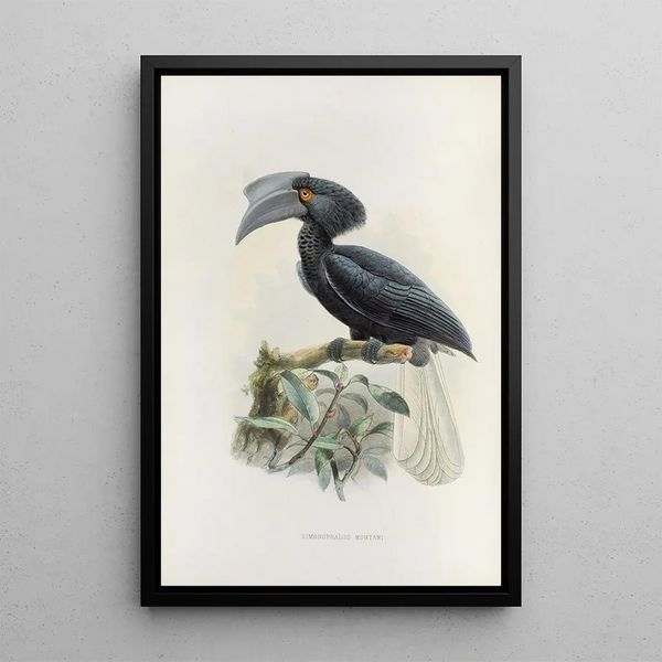 Limonophalus montani - Daniel Giraud Elliot — quadro incorniciato alla parete