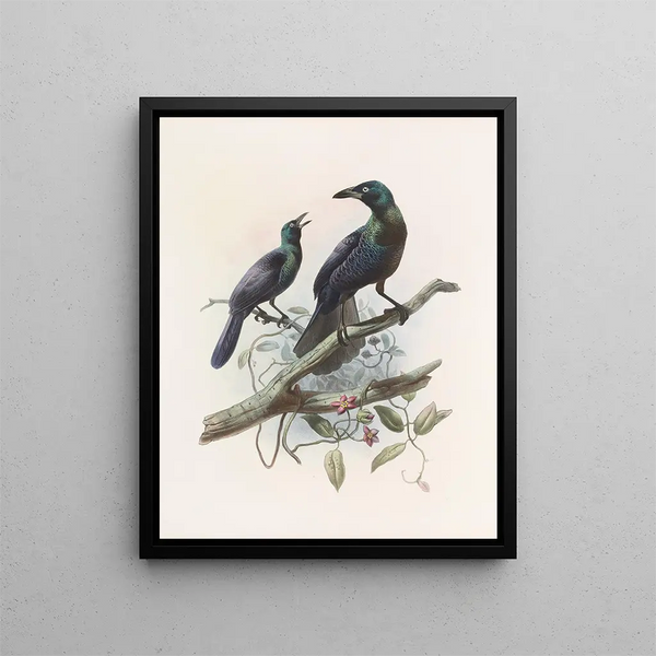 Manucodia chalybea - Daniel Giraud Elliot — quadro incorniciato alla parete