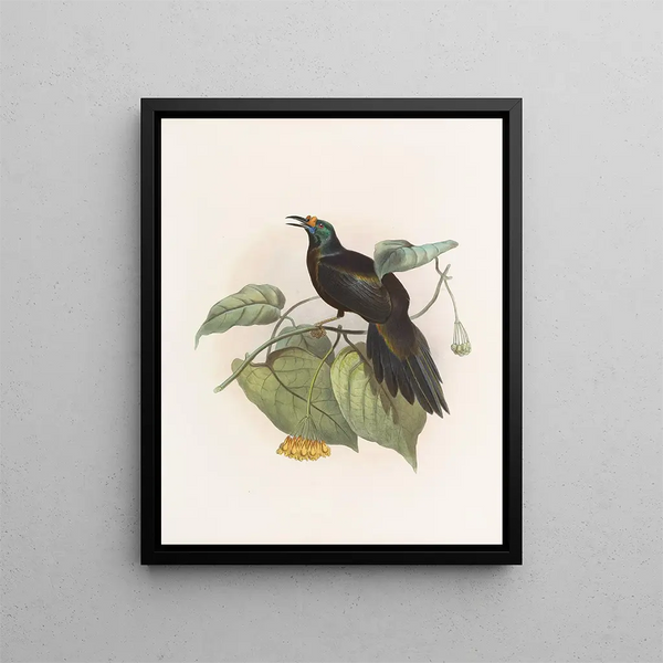 Paradigalla carunculata - Daniel Giraud Elliot — quadro incorniciato alla parete