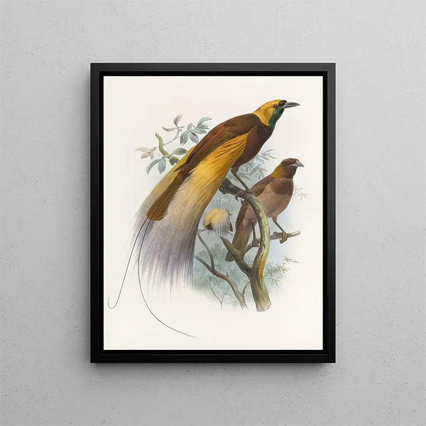 Surnom de Paradisaea - Daniel Giraud Elliot — quadro incorniciato alla parete