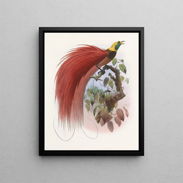 Paradisaea raggiana - Daniel Giraud Elliot — quadro incorniciato alla parete