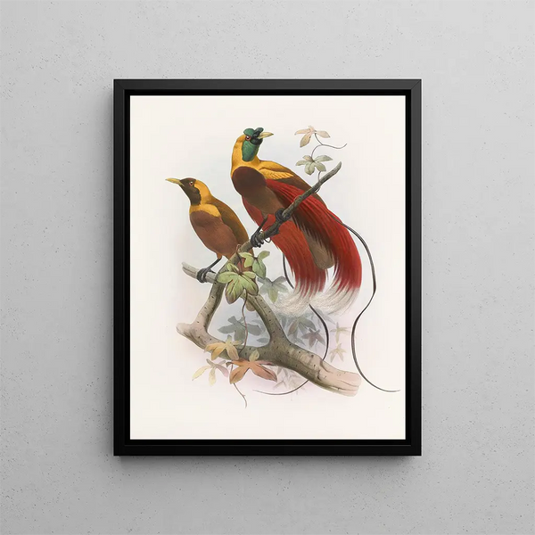 Paradisaea sanguinea - Daniel Giraud Elliot — quadro incorniciato alla parete