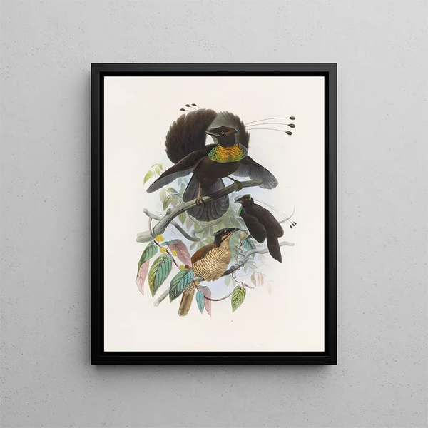 Parotia de six pence - Daniel Giraud Elliot — quadro incorniciato alla parete