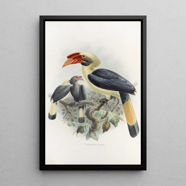 Penelopides affinis - Daniel Giraud Elliot — quadro incorniciato alla parete