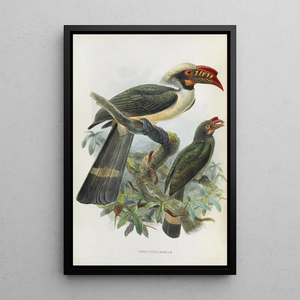 Penelopides manillae - Daniel Giraud Elliot — quadro incorniciato alla parete
