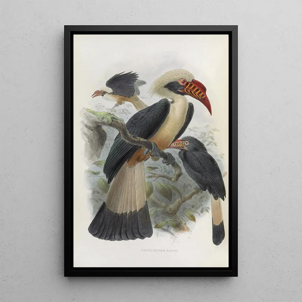 Riproduzione del dipinto Penelopides panini - Daniel Giraud Elliot
