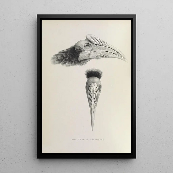 Riproduzione del dipinto Pholidophalus casuarinus - Daniel Giraud Elliot