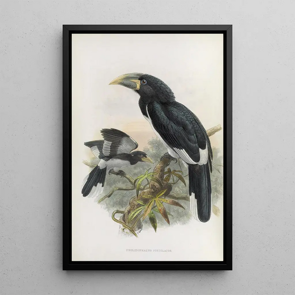 Pholidophalus fistulator - Daniel Giraud Elliot — quadro incorniciato alla parete
