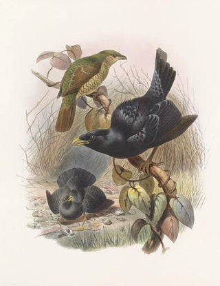 Daniel Giraud Elliot - Ptilorhynchus violaceus.webp