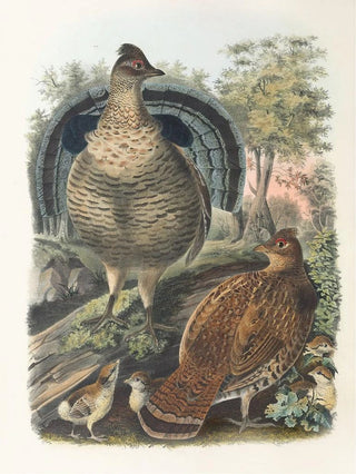 Daniel Giraud Elliot - Ruffed Grouse.webp