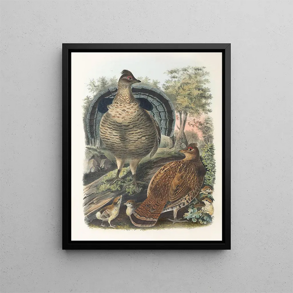 Gélinotte huppée - Daniel Giraud Elliot — quadro incorniciato alla parete