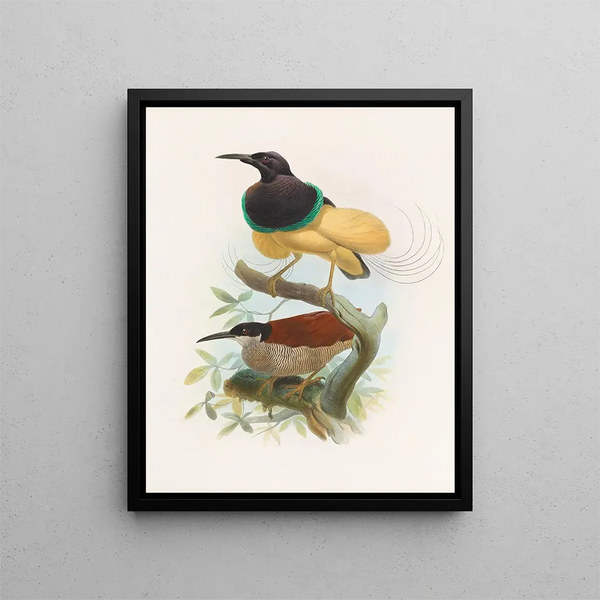 Séleucides alba - Daniel Giraud Elliot — quadro incorniciato alla parete