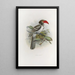 Tockus camurus - Daniel Giraud Elliot — quadro incorniciato alla parete