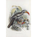 Tockus erythrorhynchus - Daniel Giraud Elliot — vista dell’opera