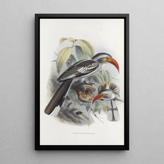 Daniel Giraud Elliot - Tockus erythrorhynchus.webp