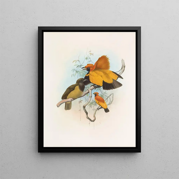 Xanthomelus aureus - Daniel Giraud Elliot — quadro incorniciato alla parete