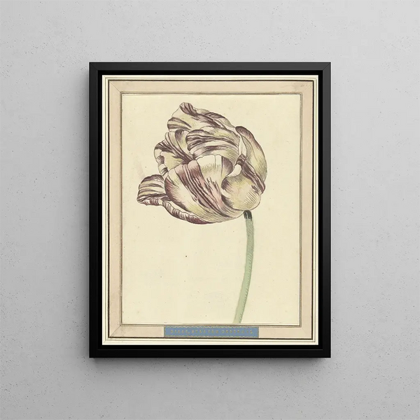 Danil Marot the younger - Tulp met de naam Bisar Staaten Generaal.webp