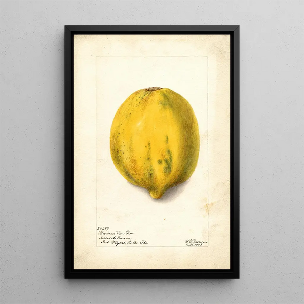 Riproduzione del dipinto Carica papaya - Deborah Griscom Passmore