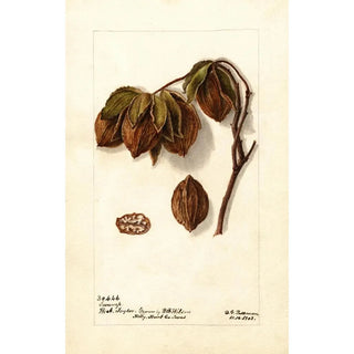 Deborah Griscom Passmore - Carya Swamp.webp