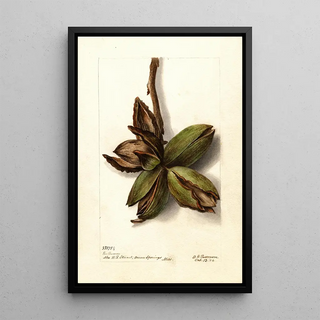 Deborah Griscom Passmore - Carya Van Deman.webp