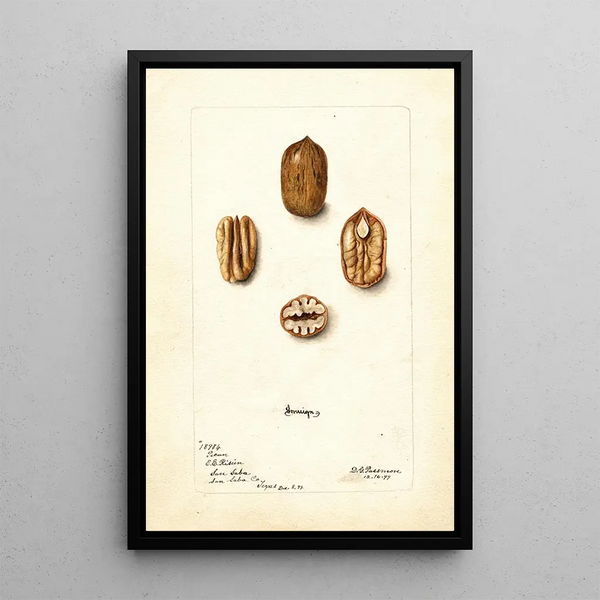Carya illinoinensis Sovereign - Deborah Griscom Passmore — quadro incorniciato alla parete