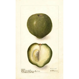 Deborah Griscom Passmore - Casimiroa edulis.webp