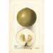 Casimiroa edulis Zapota Blanco - Deborah Griscom Passmore — vista dell’opera