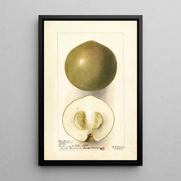 Casimiroa edulis Zapota Blanco - Deborah Griscom Passmore — quadro incorniciato alla parete