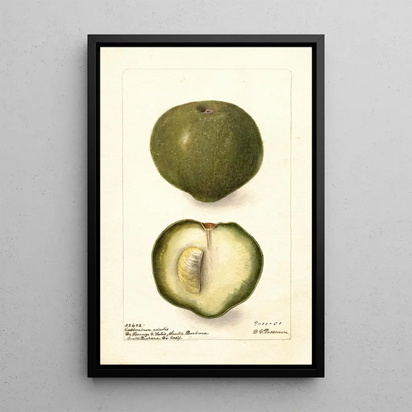 Casimiroa edulis - Deborah Griscom Passmore — quadro incorniciato alla parete