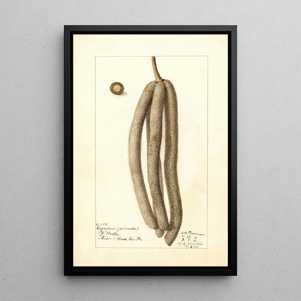 Cecropia palmata - Deborah Griscom Passmore — quadro incorniciato alla parete