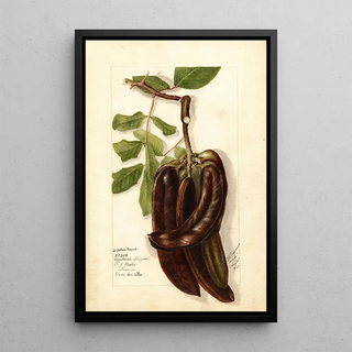 Deborah Griscom Passmore - Ceratonia siliqua L.webp