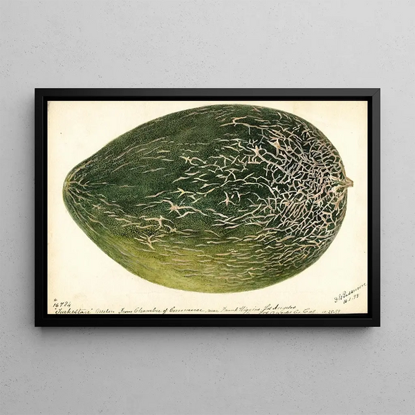 Citrullus lanatus Turkestan - Deborah Griscom Passmore — quadro incorniciato alla parete