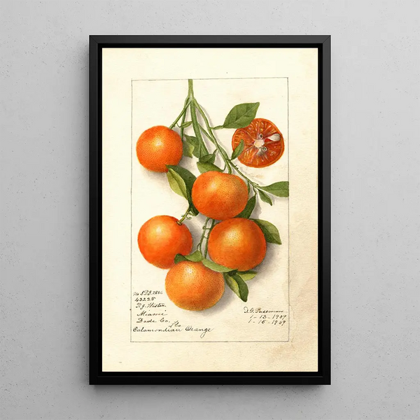Citrus Calamondian - Deborah Griscom Passmore — quadro incorniciato alla parete