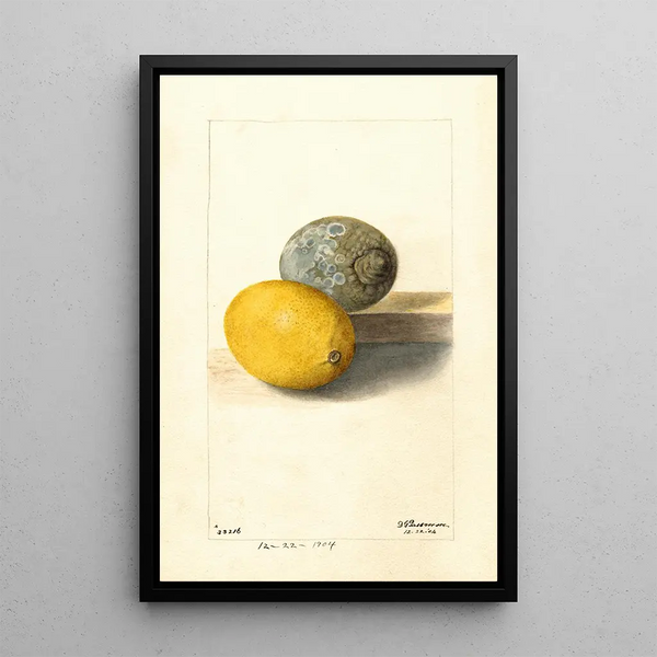 Citrus limon - Deborah Griscom Passmore — quadro incorniciato alla parete