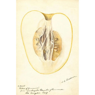 Deborah Griscom Passmore - Citrus medica Citron of Commerce.webp