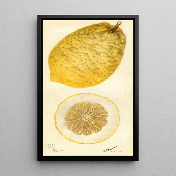 Citrus medica Lyman - Deborah Griscom Passmore — quadro incorniciato alla parete