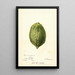 Riproduzione del dipinto Citrus medica Pomo d'Adams - Deborah Griscom Passmore