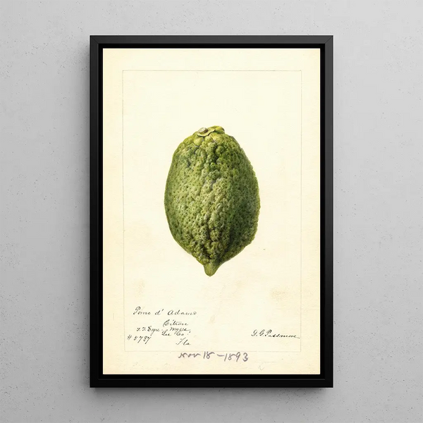 Riproduzione del dipinto Citrus medica Pomo d'Adams - Deborah Griscom Passmore