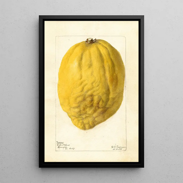 Citrus medica - Deborah Griscom Passmore — quadro incorniciato alla parete