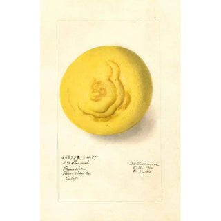 Deborah Griscom Passmore - Citrus paradisi.webp