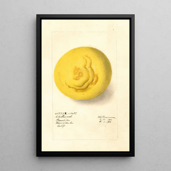 Citrus paradisi - Deborah Griscom Passmore — quadro incorniciato alla parete