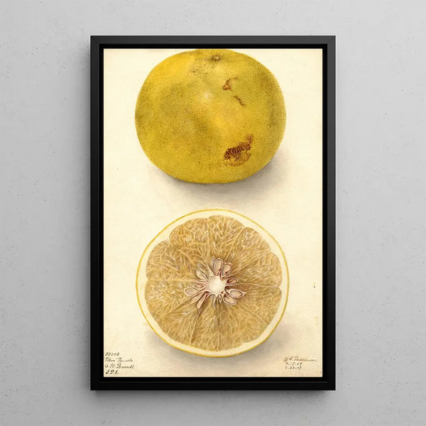 Citrus paradisi Ellen - Deborah Griscom Passmore — quadro incorniciato alla parete