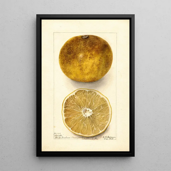 Citrus paradisi Scrubs - Deborah Griscom Passmore — quadro incorniciato alla parete